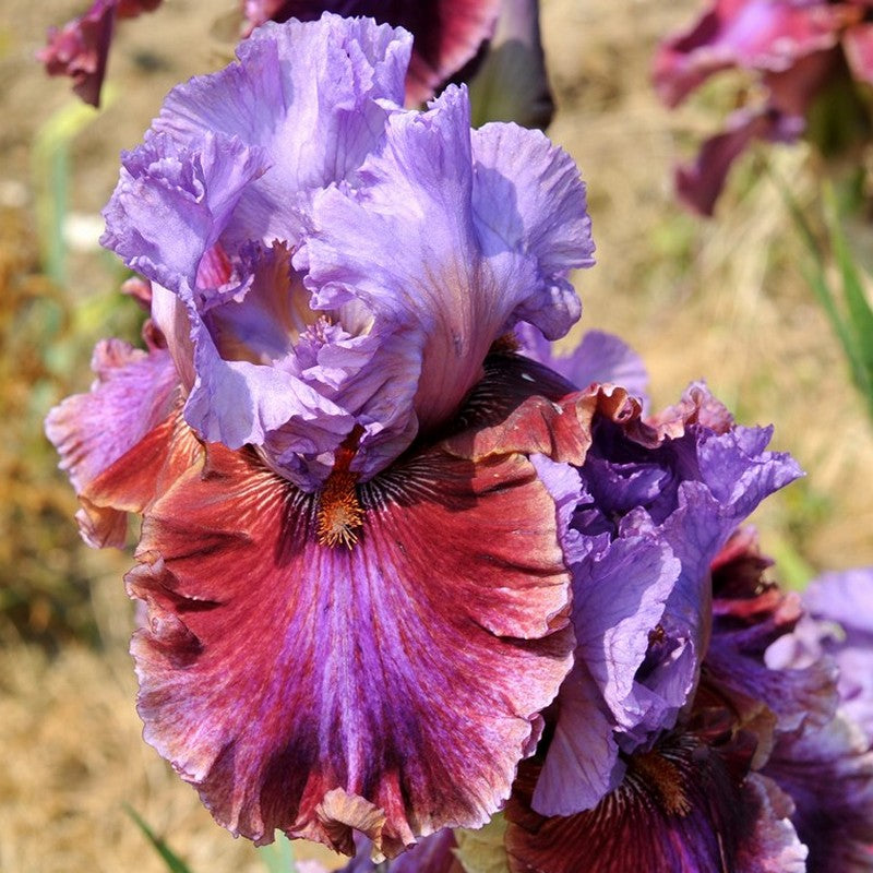 Iris Barbata Alta 