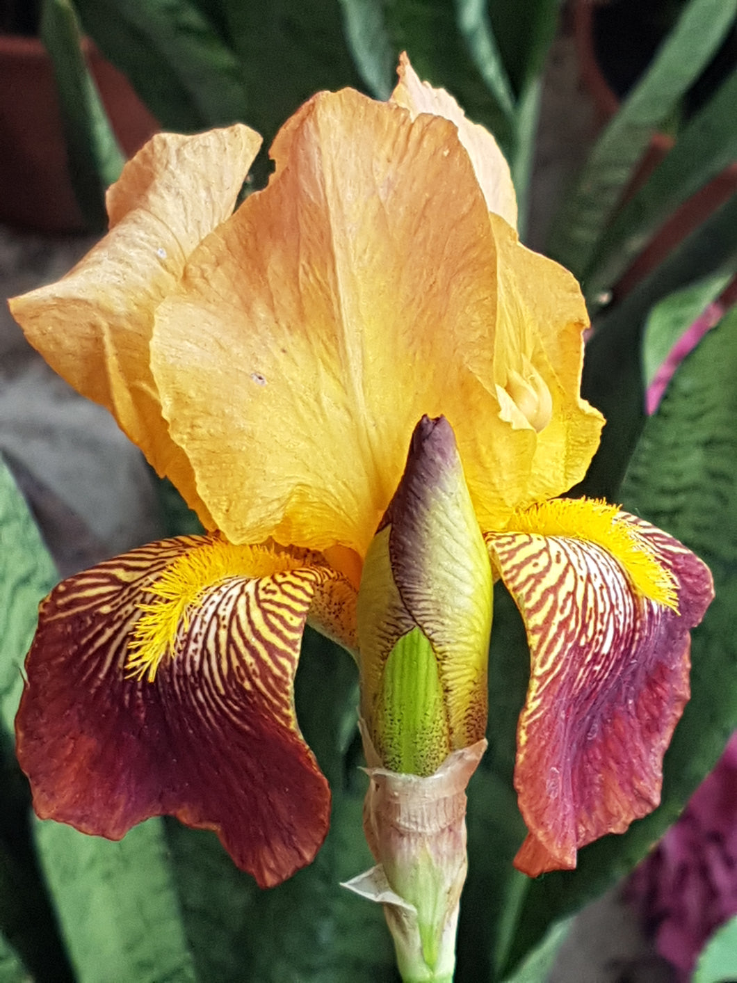Iris Barbata Alta colore casuale
