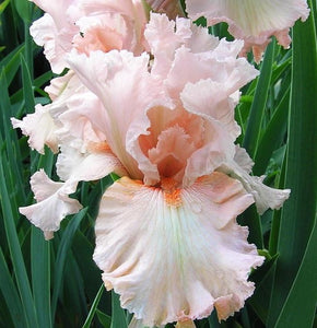 Iris Barbata Alta "Alice Goodman"