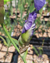 Carica l'immagine nel visualizzatore di Gallery, Iris Barbata Alta "Alizès"

