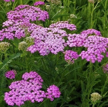 Achillea Millefolium 