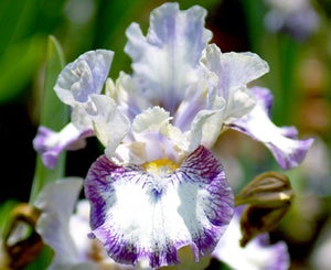 Iris Barbata Intermedia "Agatha Christie"