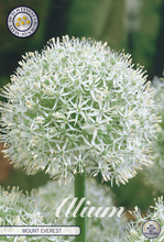 Carica l'immagine nel visualizzatore di Gallery, Allium "Mount Everest"
