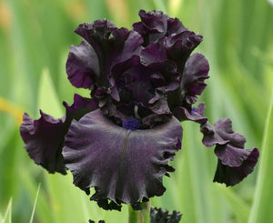 Iris Barbata Alta "All Night Long"
