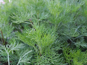 Artemisia Abrotanum