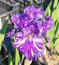 Carica l'immagine nel visualizzatore di Gallery, Iris Barbata Intermedia "Batik"
