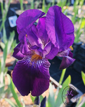 Carica l'immagine nel visualizzatore di Gallery, Iris Barbata Alta "Bishop's Robe"
