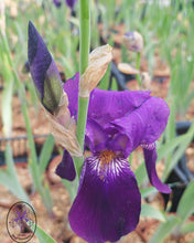 Carica l'immagine nel visualizzatore di Gallery, Iris Barbata Alta "Bishop's Robe"
