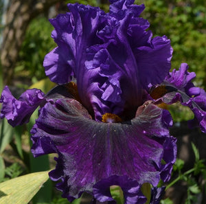 Iris Barbata Alta "Boldly Go"