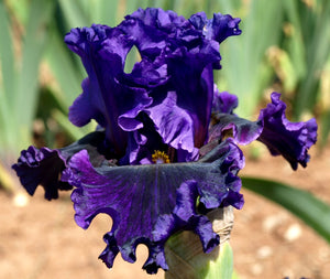 Iris Barbata Alta "Boldly Go"