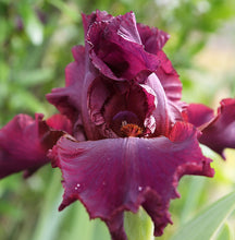 Carica l&#39;immagine nel visualizzatore di Gallery, Iris Barbata Alta &quot;Burgundy Bubbles&quot;
