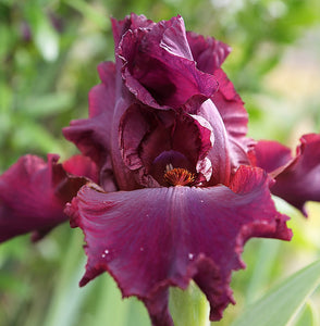 Iris Barbata Alta "Burgundy Bubbles"