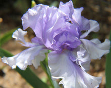 Carica l&#39;immagine nel visualizzatore di Gallery, Iris Barbata Alta &quot;Bye Bye Blues&quot;
