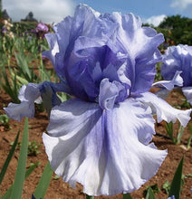 Carica l&#39;immagine nel visualizzatore di Gallery, Iris Barbata Alta &quot;Bye Bye Blues&quot;
