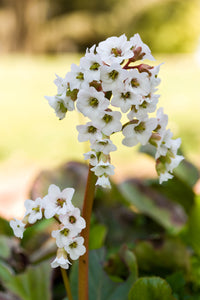 Bergenia Hybrida "Bressingham White"