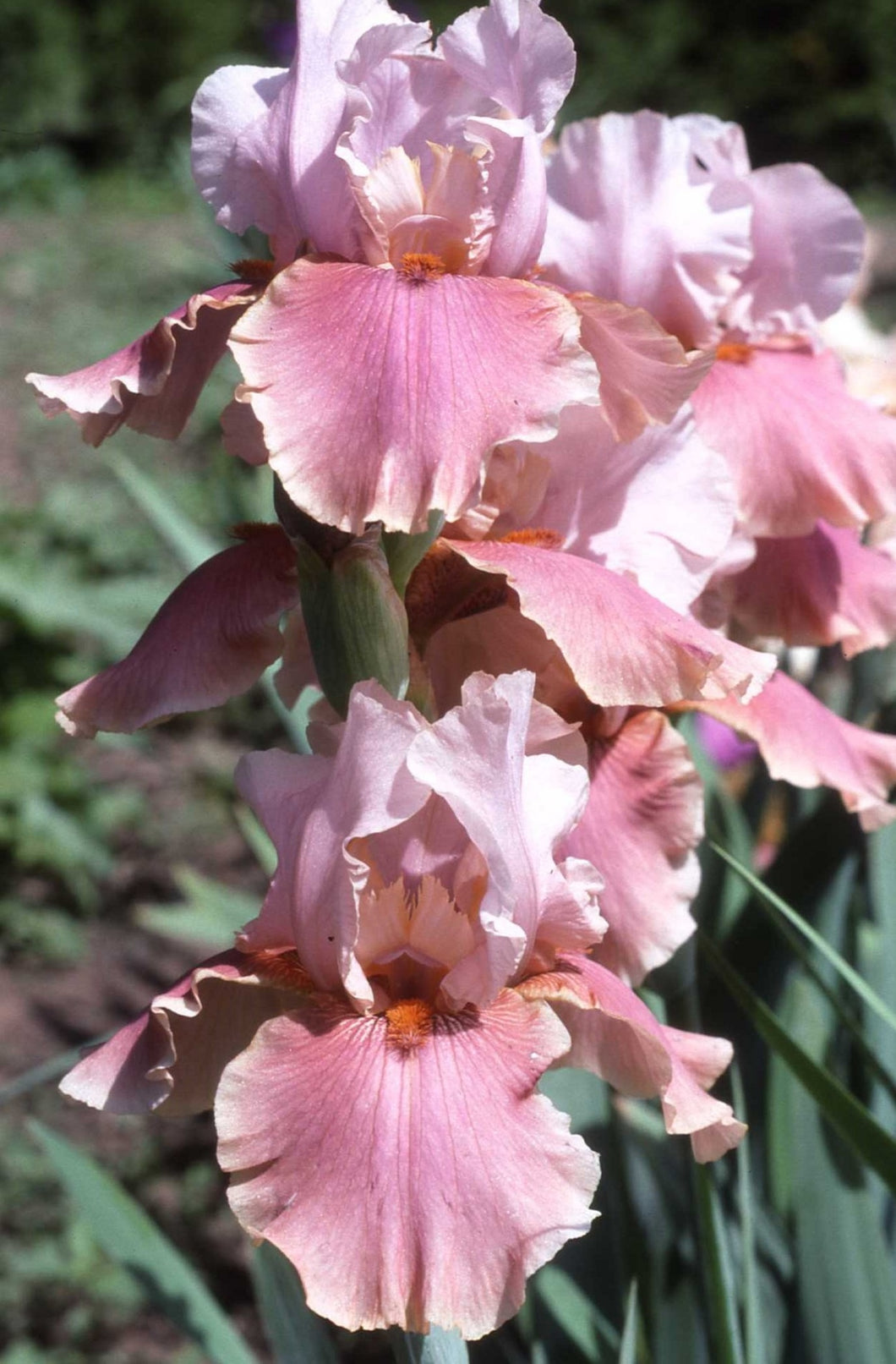 Iris Barbata Alta 