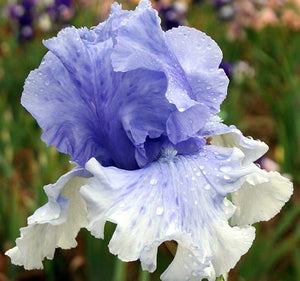 Iris Barbata Alta "Cascade Spring"
