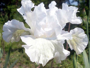 Iris Barbata Alta "Catch a Cloud"