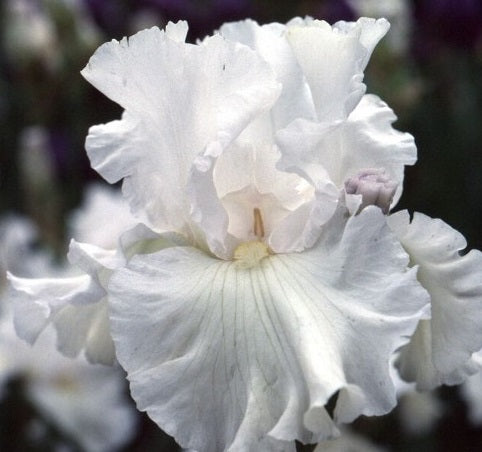 Iris Barbata Alta 
