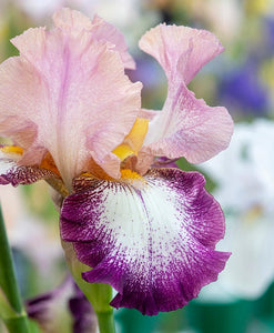 Iris Barbata Alta "Change of Peace"