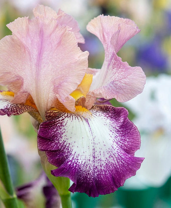 Iris Barbata Alta 