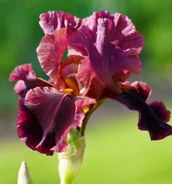 Iris Barbata Alta 