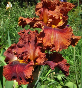 Iris Barbata Alta "Chestnut Roasting"
