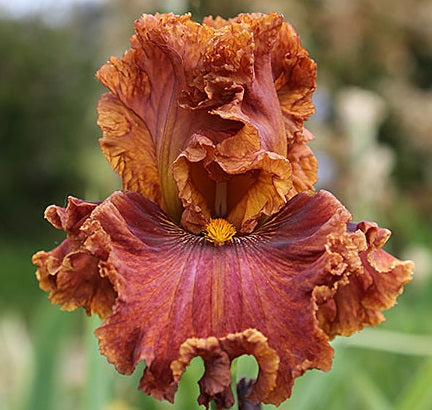 Iris Barbata Alta 