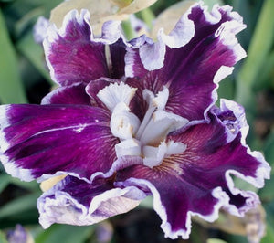 Iris Barbata Alta "Clydesdale"