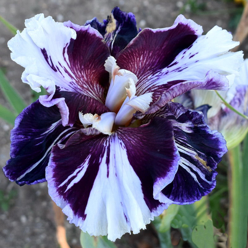 Iris Barbata Alta 