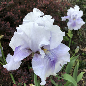 Iris Barbata Alta "Cool CHange"