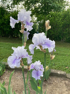 Iris Barbata Alta "Cool CHange"
