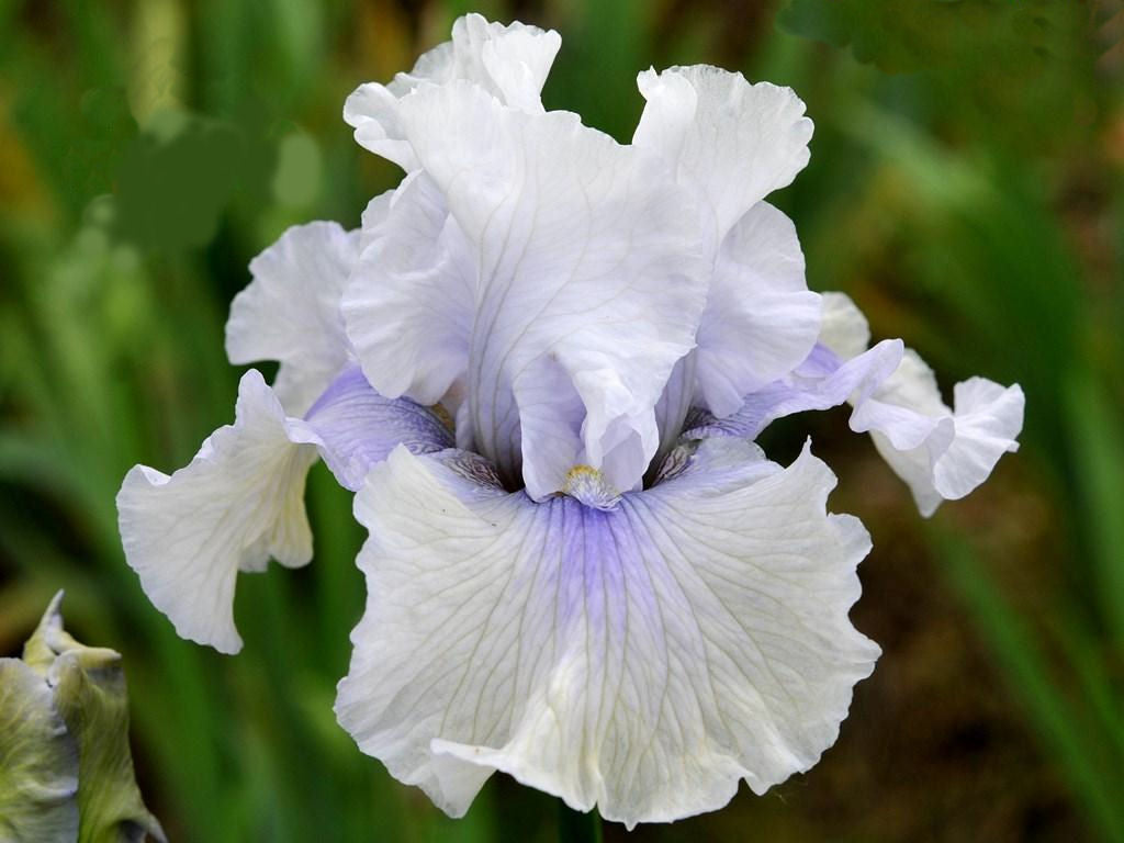 Iris Barbata Alta 