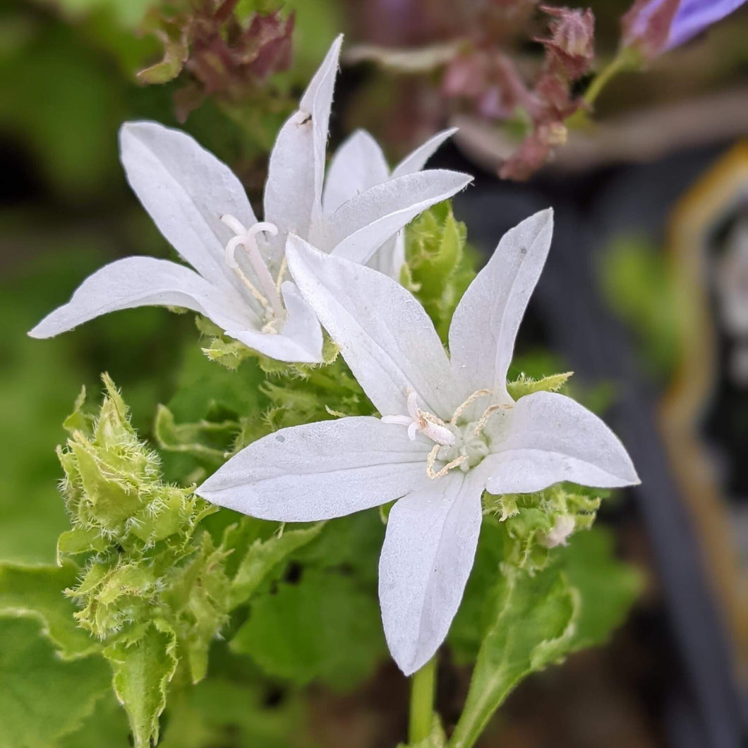 Campanula Porscharskiana 