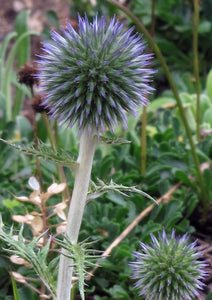 Echinops Ritro