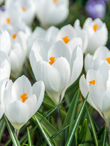 Crocus "Jeanne d'Arc"