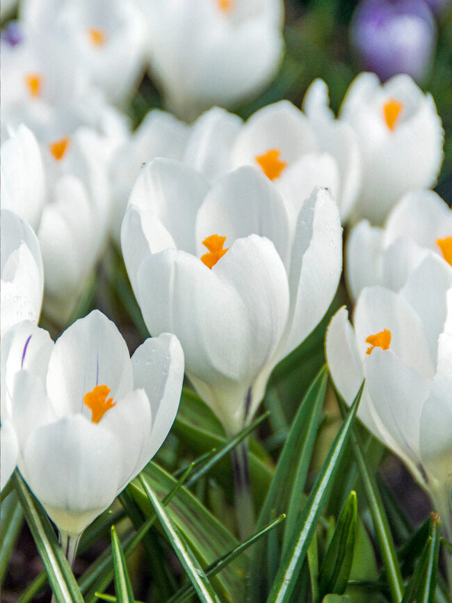 Crocus 