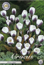 Carica l'immagine nel visualizzatore di Gallery, Crocus "Prins Claus" in bulbi
