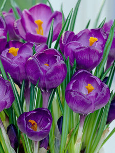 Crocus "Remembrance"