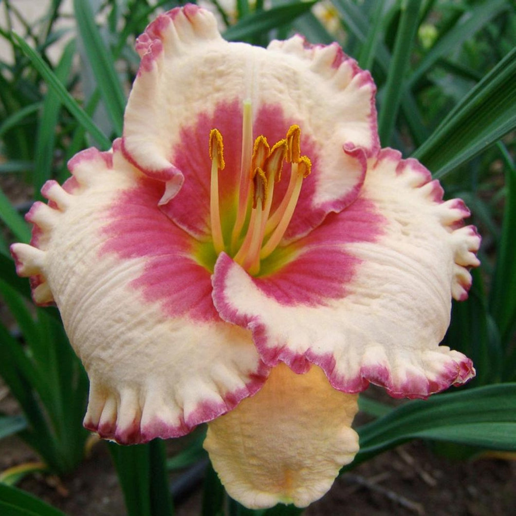 Hemerocallis 