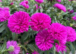 Aster Novi - Belgi "Showmakers Pretty Pink"