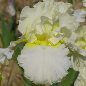 Iris Barbata Alta "Devonshire Cream"