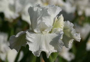 Iris Barbata Alta "Diamond Bracelet"