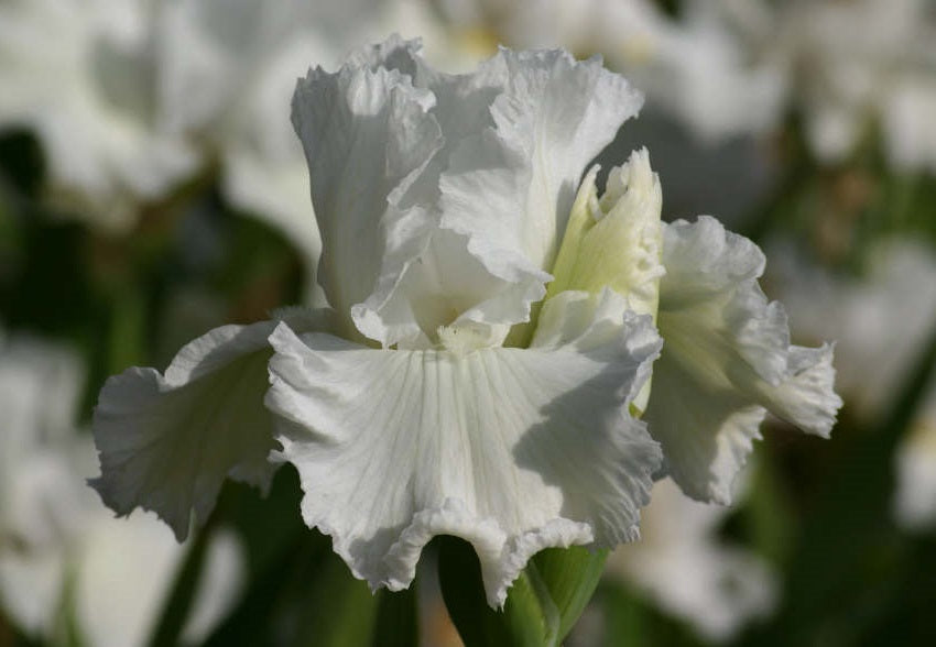 Iris Barbata Alta 