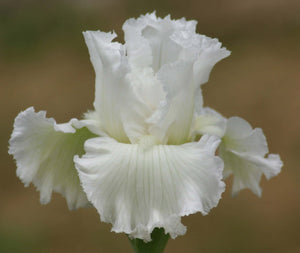 Iris Barbata Alta "Diamond Bracelet"
