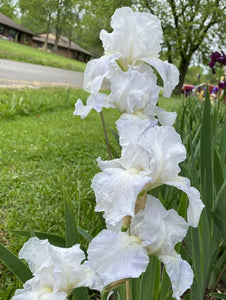Iris Barbata Alta "Diamond Bracelet"