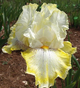 Iris Barbata Alta "Double Ringer"