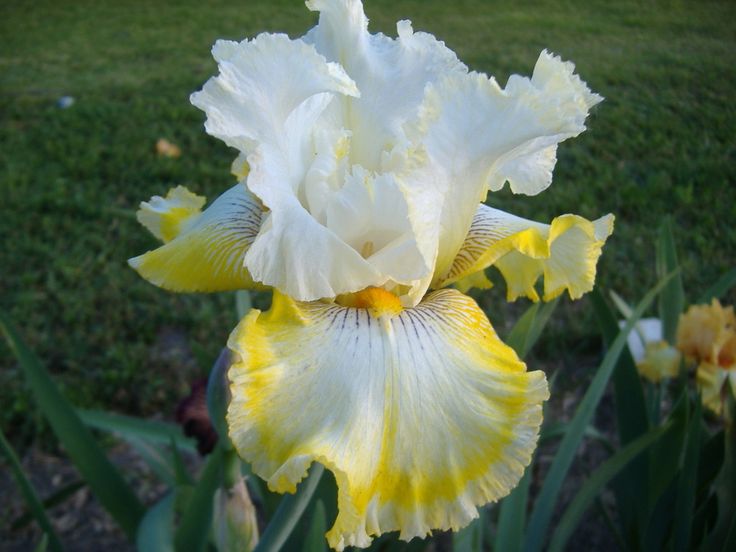 Iris Barbata Alta 