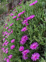 Carica l&#39;immagine nel visualizzatore di Gallery, Delosperma Cooperi &quot;Delmara Fuchsia&quot;
