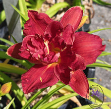 Carica l'immagine nel visualizzatore di Gallery, Hemerocallis "Double Firecracker"
